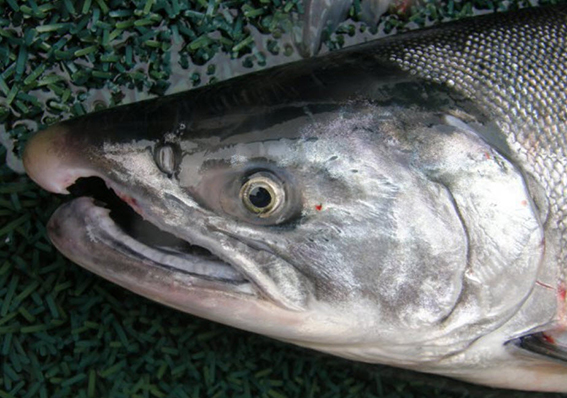 Oncorhynchus kisutch_02.jpg